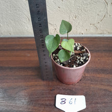 Load image into Gallery viewer, #B61 Anthurium Berriozabalense