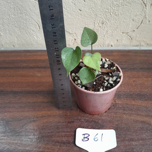 #B61 Anthurium Berriozabalense