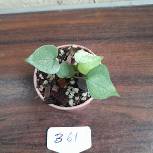 #B61 Anthurium Berriozabalense