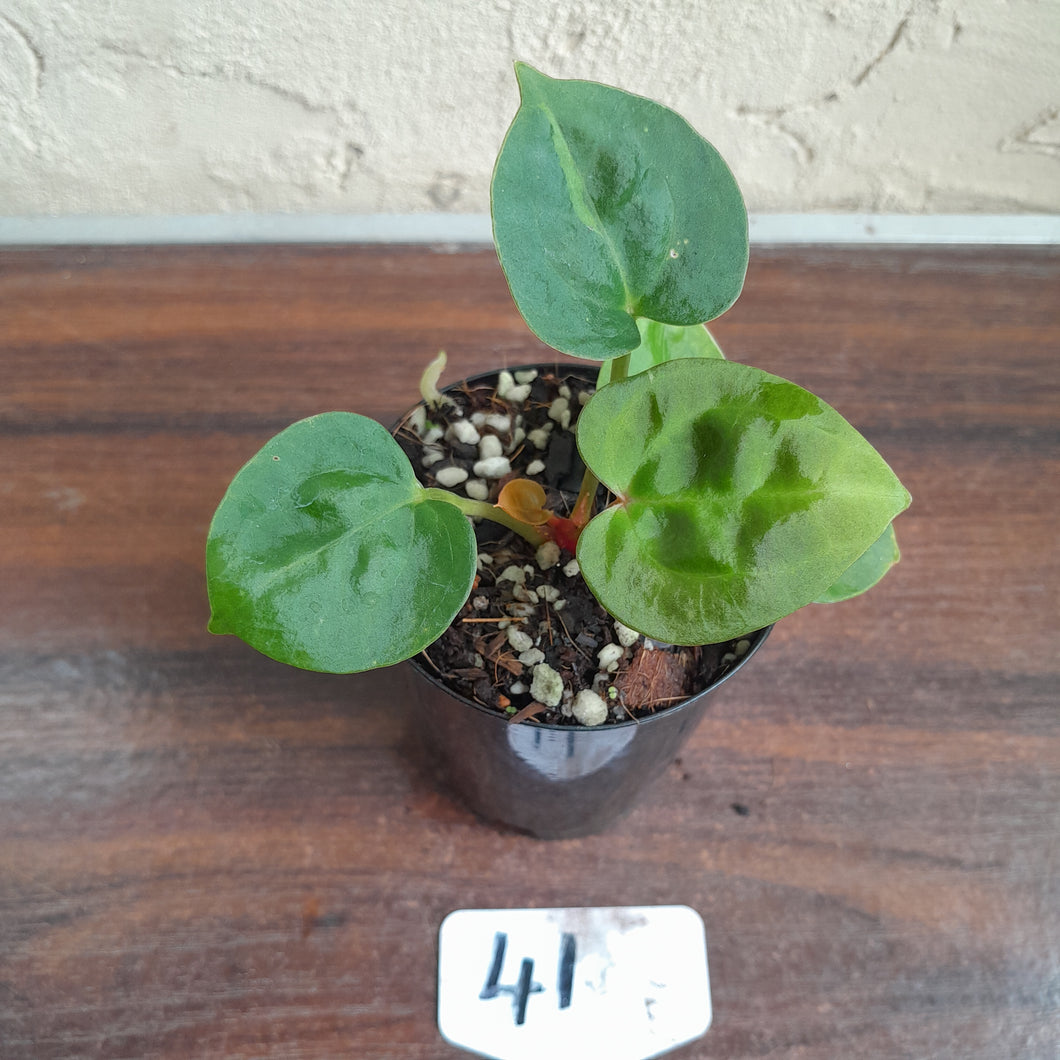#41 Anthurium Dressleri x Forgetii
