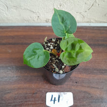 Load image into Gallery viewer, #41 Anthurium Dressleri x Forgetii