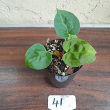 Load image into Gallery viewer, #41 Anthurium Dressleri x Forgetii