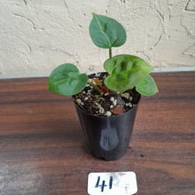 Load image into Gallery viewer, #41 Anthurium Dressleri x Forgetii