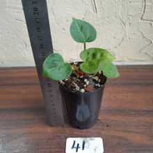 Load image into Gallery viewer, #41 Anthurium Dressleri x Forgetii