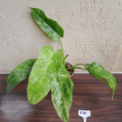 #B34 Philodendron Jose Buono