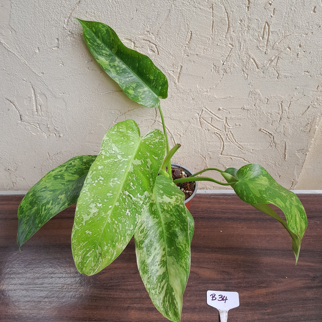 #B34 Philodendron Jose Buono