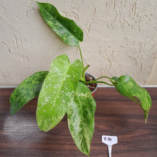 Load image into Gallery viewer, #B34 Philodendron Jose Buono