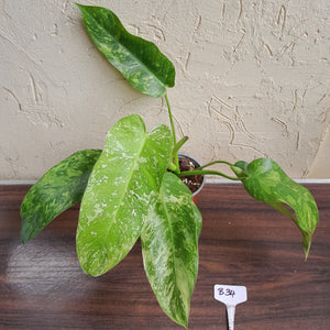 #B34 Philodendron Jose Buono