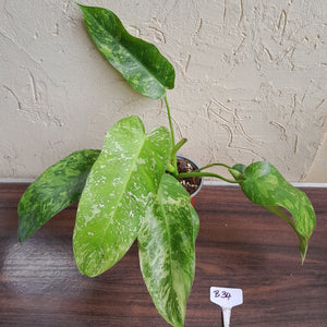 #B34 Philodendron Jose Buono
