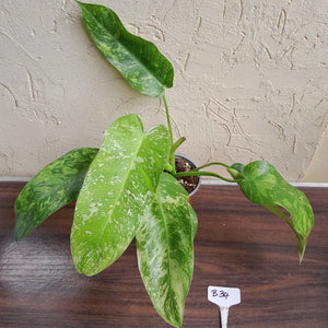 #B34 Philodendron Jose Buono