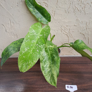 #B34 Philodendron Jose Buono