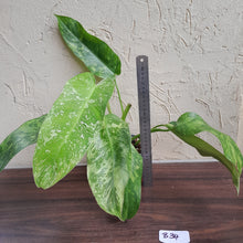 Load image into Gallery viewer, #B34 Philodendron Jose Buono