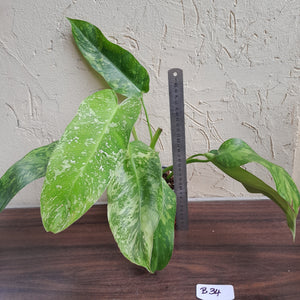#B34 Philodendron Jose Buono