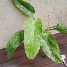 Load image into Gallery viewer, #B34 Philodendron Jose Buono