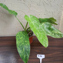 Load image into Gallery viewer, #B34 Philodendron Jose Buono