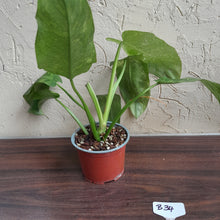 Load image into Gallery viewer, #B34 Philodendron Jose Buono
