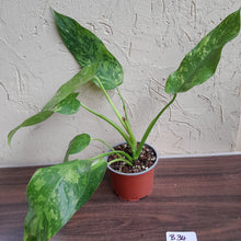Load image into Gallery viewer, #B34 Philodendron Jose Buono