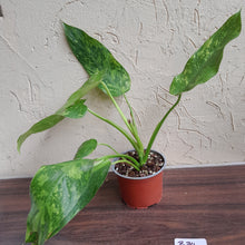 Load image into Gallery viewer, #B34 Philodendron Jose Buono
