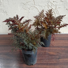 Load image into Gallery viewer, 1 x Selaginella Erythropus / Red Club Moss