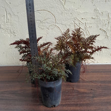 Load image into Gallery viewer, 1 x Selaginella Erythropus / Red Club Moss