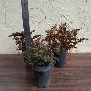 1 x Selaginella Erythropus / Red Club Moss
