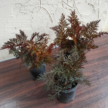 Load image into Gallery viewer, 1 x Selaginella Erythropus / Red Club Moss
