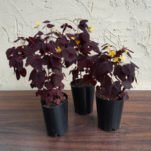 Load image into Gallery viewer, 1 x Oxalyis Hedysaroides / Fire Fern