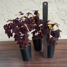 Load image into Gallery viewer, 1 x Oxalyis Hedysaroides / Fire Fern