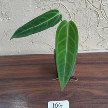 Load image into Gallery viewer, #104 Anthurium Warocqueanum - Seedling