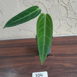 #104 Anthurium Warocqueanum - Seedling