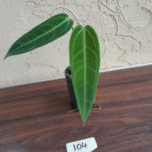 Load image into Gallery viewer, #104 Anthurium Warocqueanum - Seedling