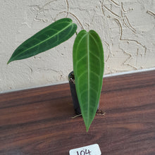Load image into Gallery viewer, #104 Anthurium Warocqueanum - Seedling