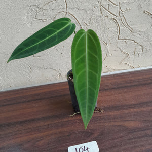#104 Anthurium Warocqueanum - Seedling