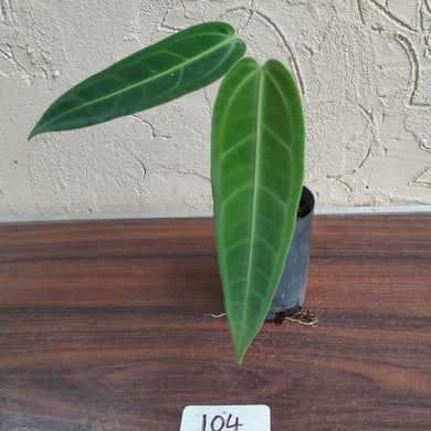 #104 Anthurium Warocqueanum - Seedling