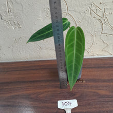 Load image into Gallery viewer, #104 Anthurium Warocqueanum - Seedling