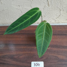 Load image into Gallery viewer, #104 Anthurium Warocqueanum - Seedling
