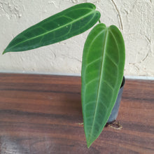 Load image into Gallery viewer, #104 Anthurium Warocqueanum - Seedling