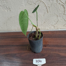 Load image into Gallery viewer, #104 Anthurium Warocqueanum - Seedling