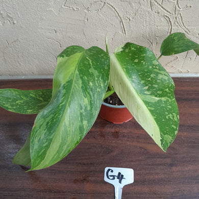 #G4 Philodendron Jose Buono