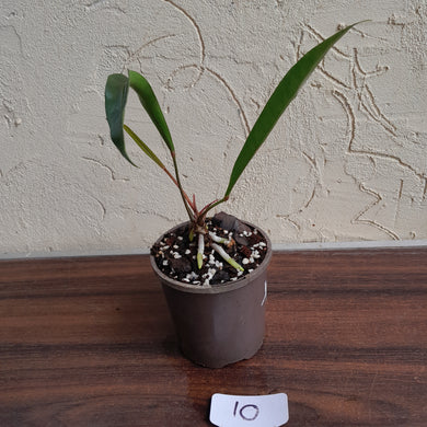#10 Anthurium Gracile
