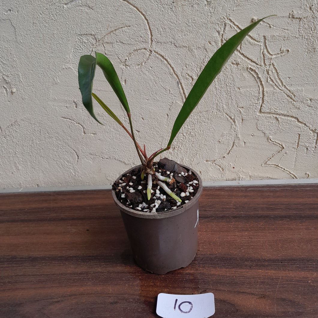 #10 Anthurium Gracile