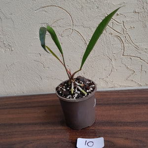#10 Anthurium Gracile