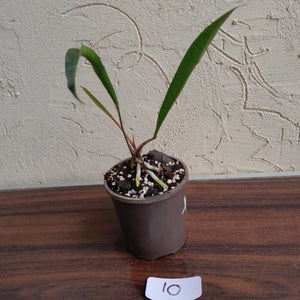 #10 Anthurium Gracile