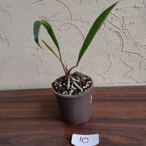 #10 Anthurium Gracile
