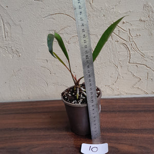 #10 Anthurium Gracile