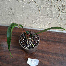 Load image into Gallery viewer, #10 Anthurium Gracile