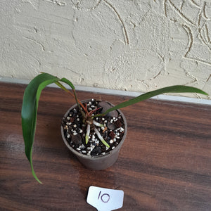 #10 Anthurium Gracile