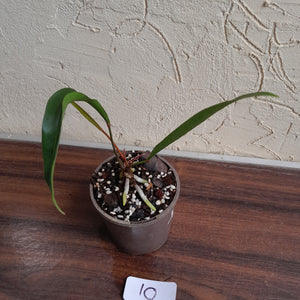 #10 Anthurium Gracile