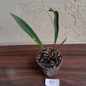#10 Anthurium Gracile