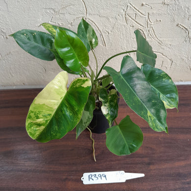 #R399 Variegated Philodendron Burle Marx